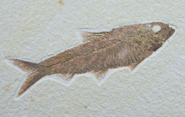 Knightia Fossil Fish - Wyoming #7598